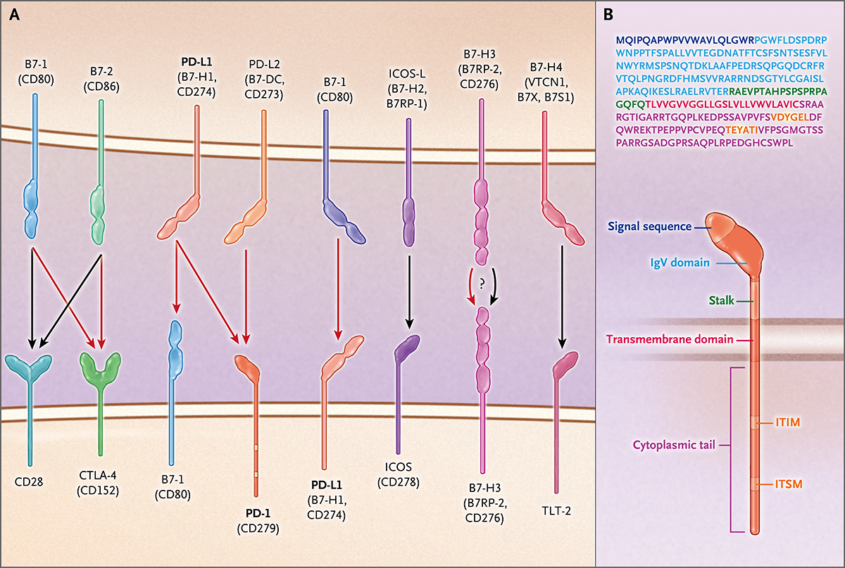 b7–cd28–ctla-4共刺激分子,以及细胞程序性死亡受体1(pd-1)的结构