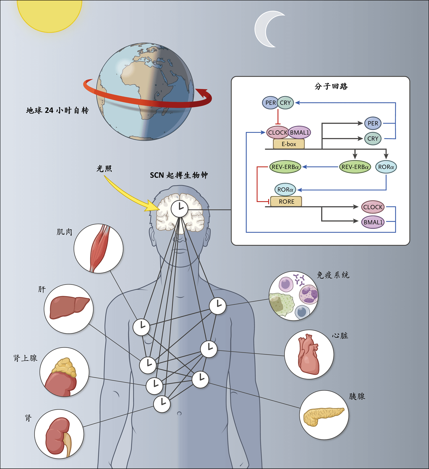 医学中的昼夜节律机制