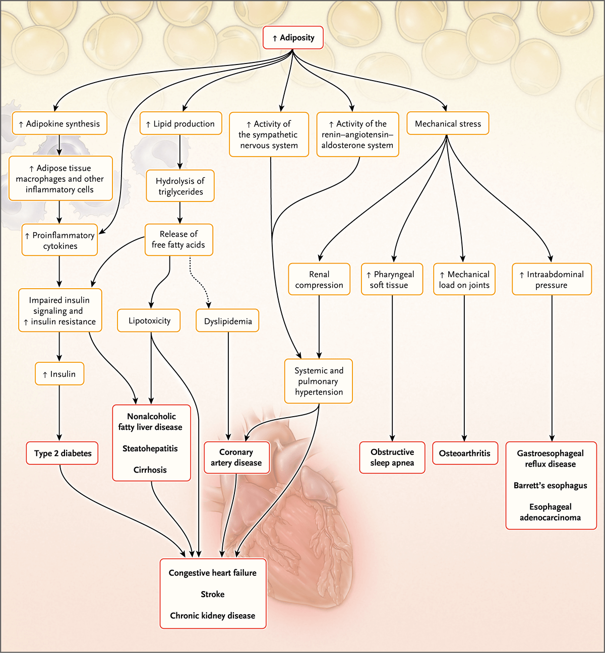 肥胖的机制 病理生理学和管理 Nejm医学前沿