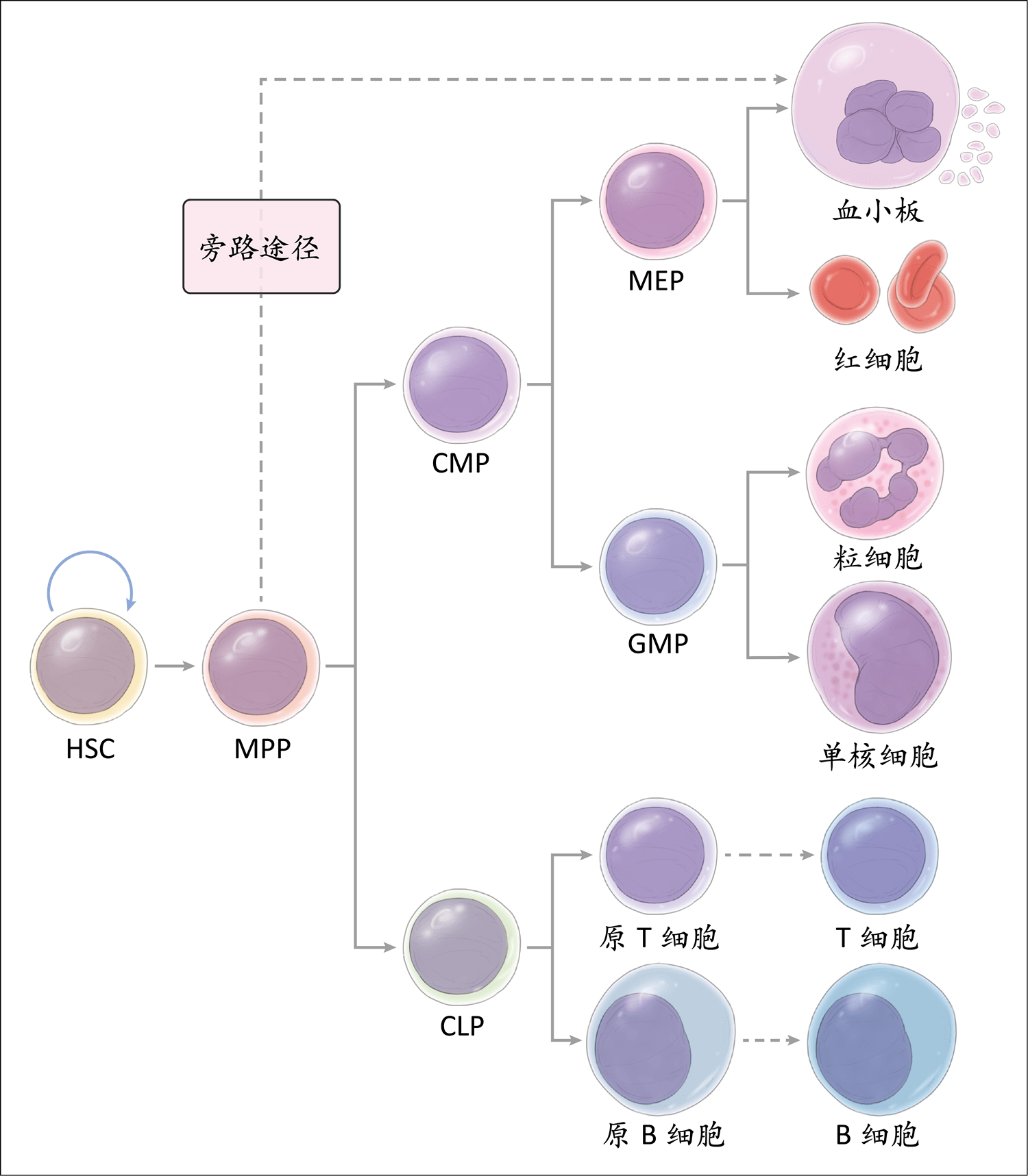 造血干细胞分化过程图图片