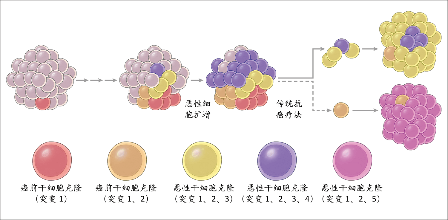 癌症干细胞的临床和治疗意义