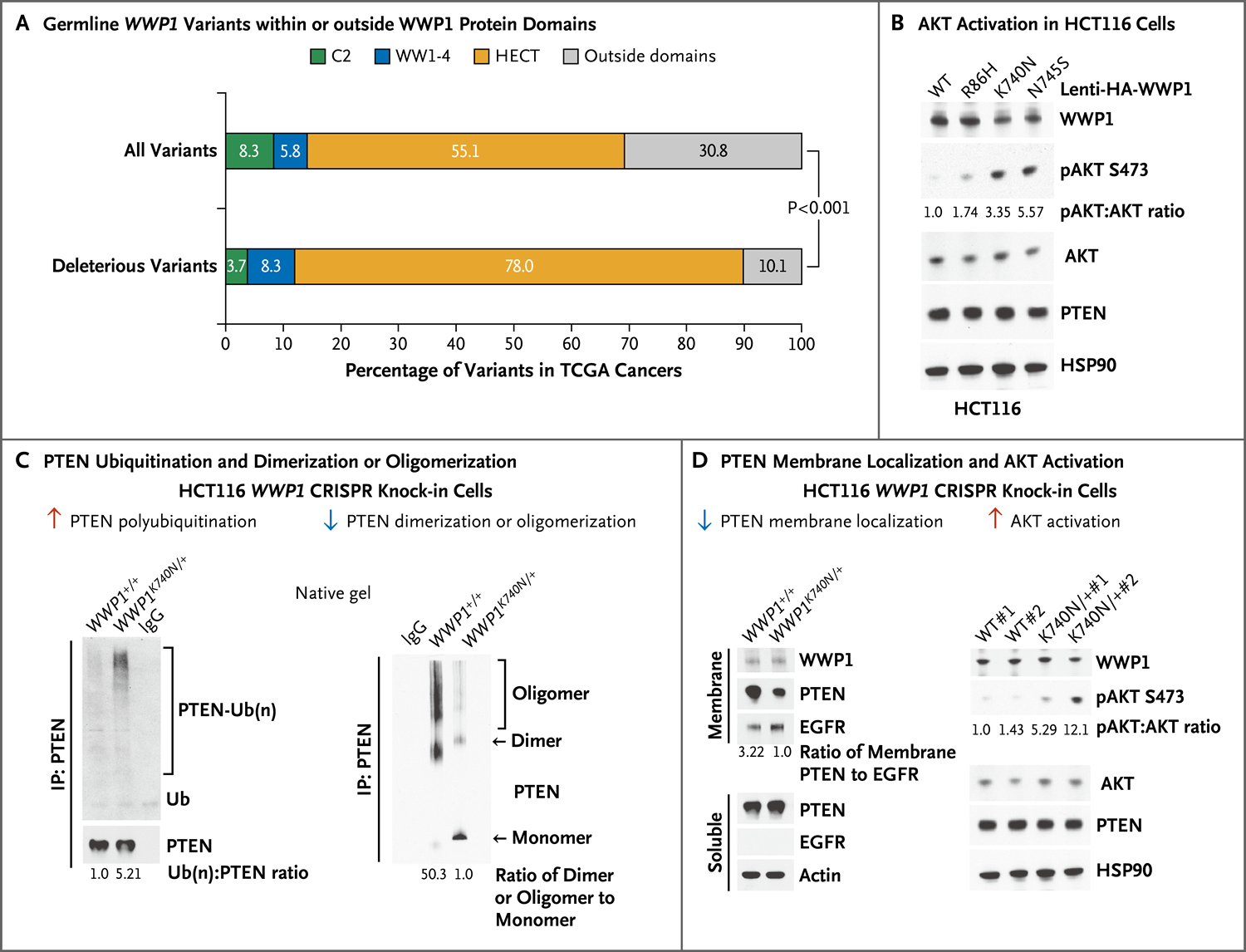 WWP1获得功能导致的PTEN失活在癌症易感性中的作用 - NEJM医学前沿