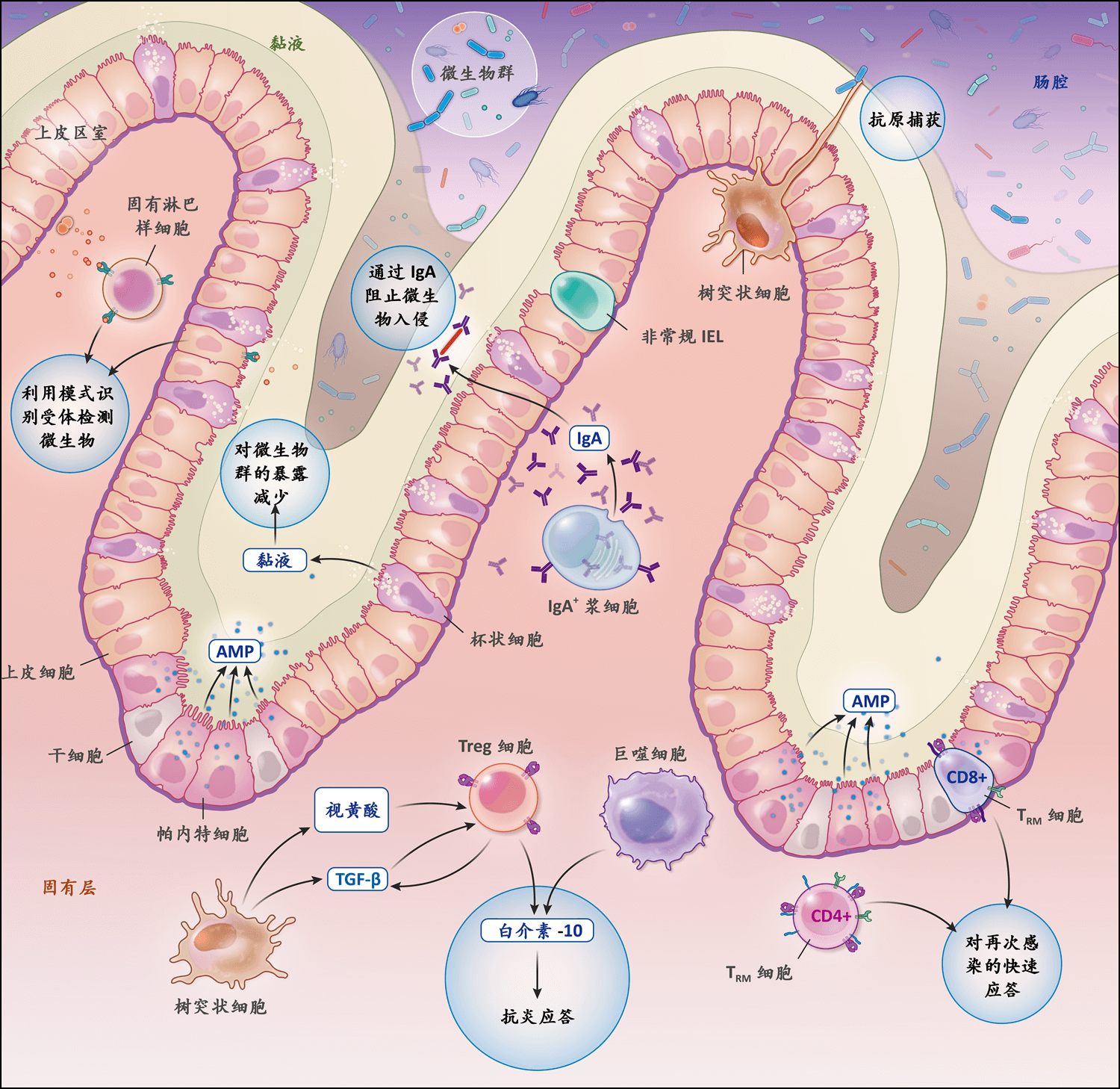 炎性肠病的病理生理学 Nejm医学前沿